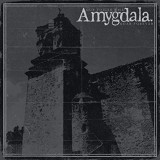 AMYGDALA