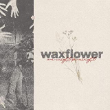 WAXFLOWER