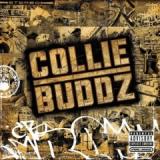 BUDDZ COLLIE